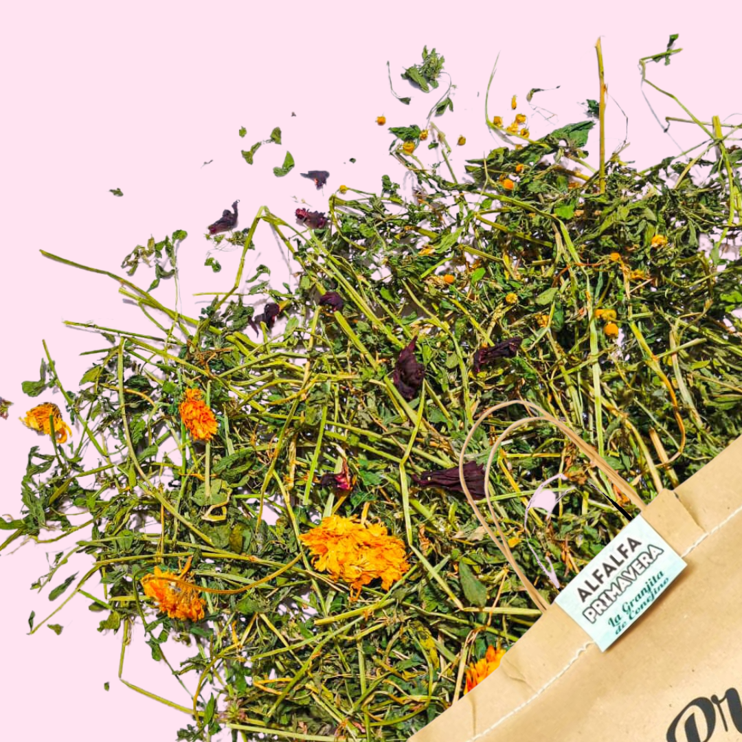 Alfalfa primavera premium