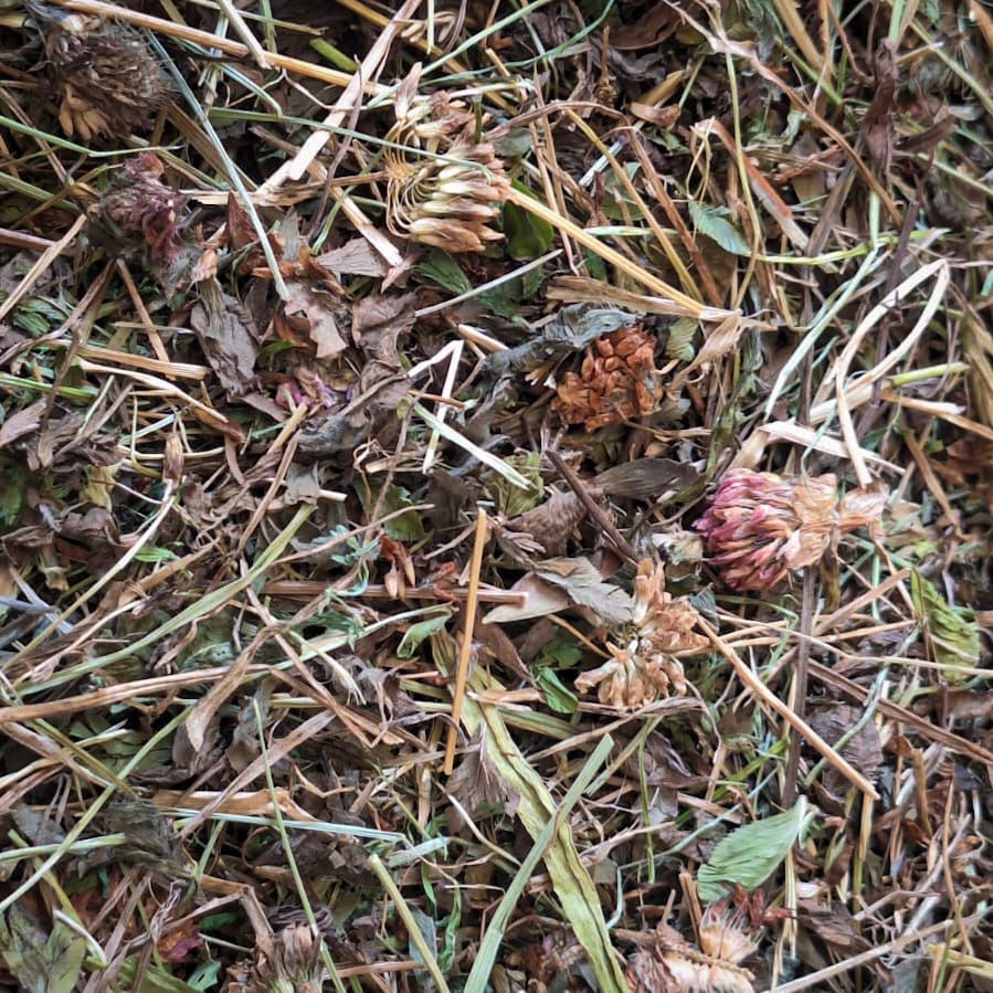 Hojitas trébol ballica