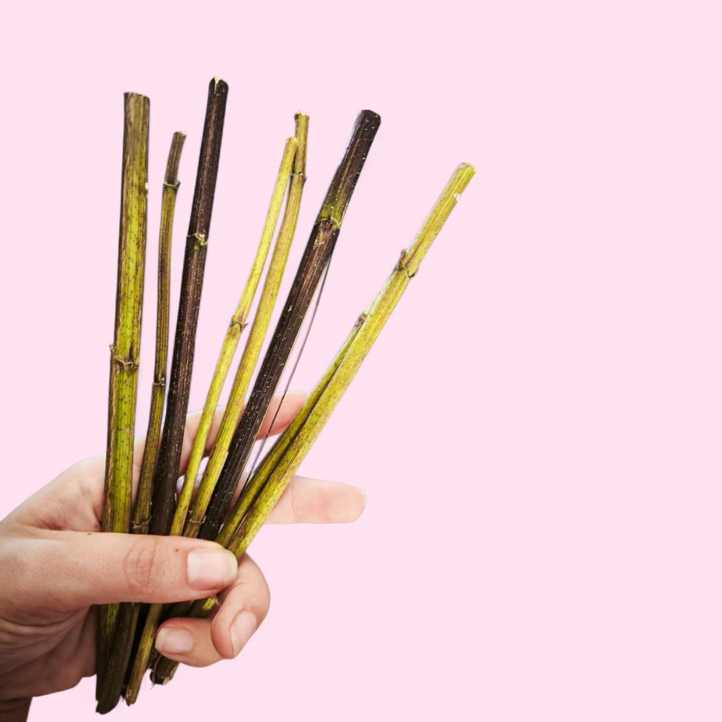 Palitos de topinambur