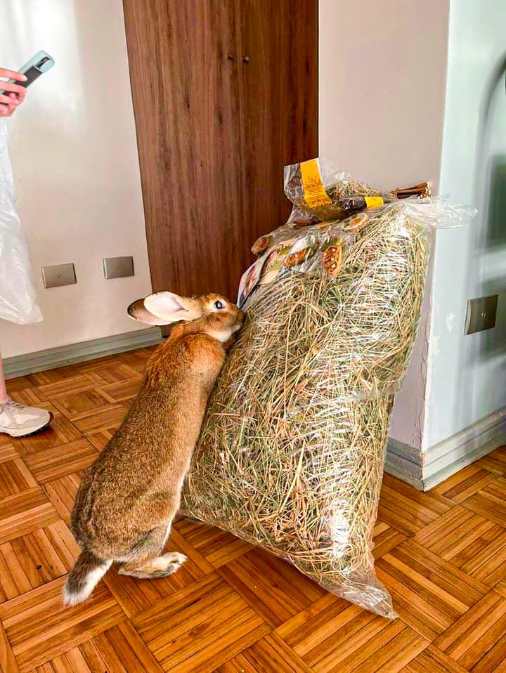 Ballica Campo Lindo 3 k