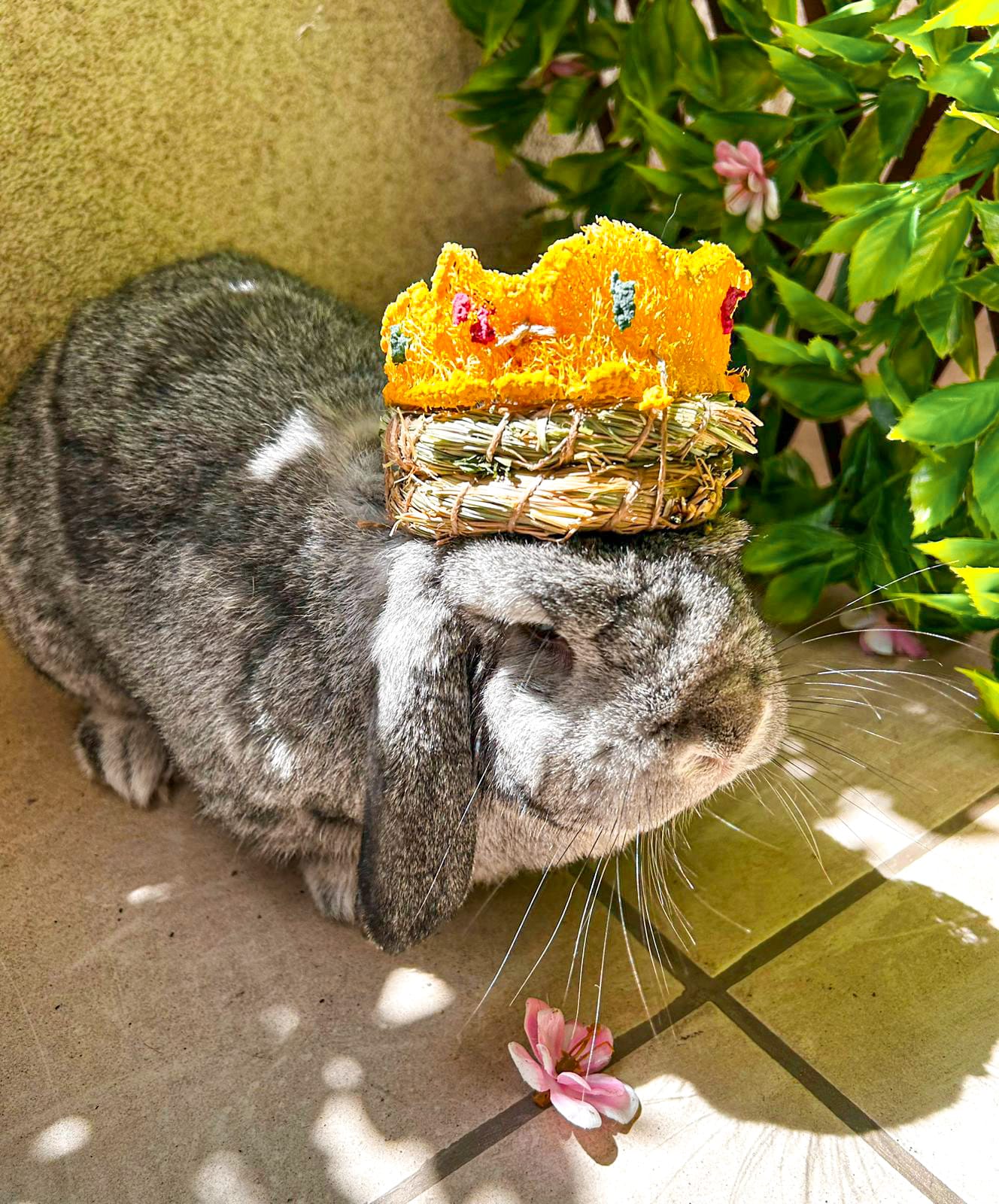 Corona Bunny Majestad