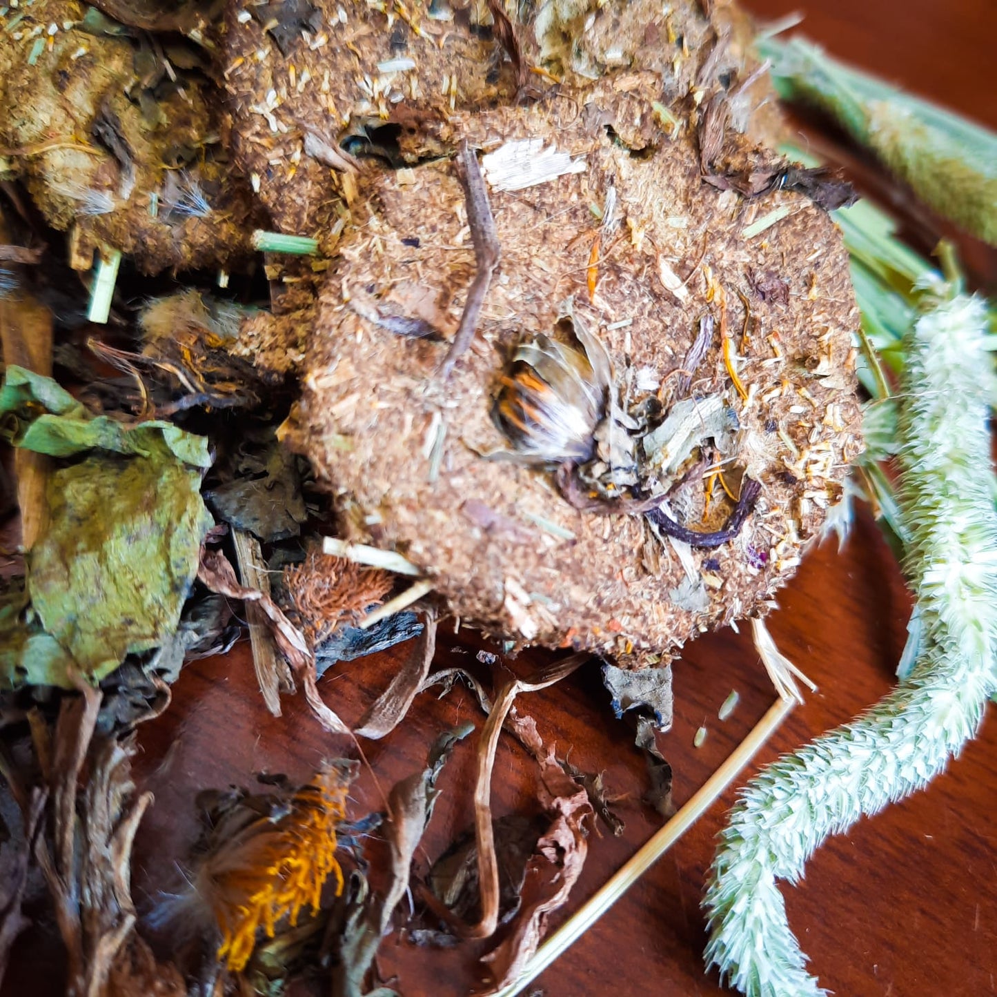 Sabrocitos Diente de León