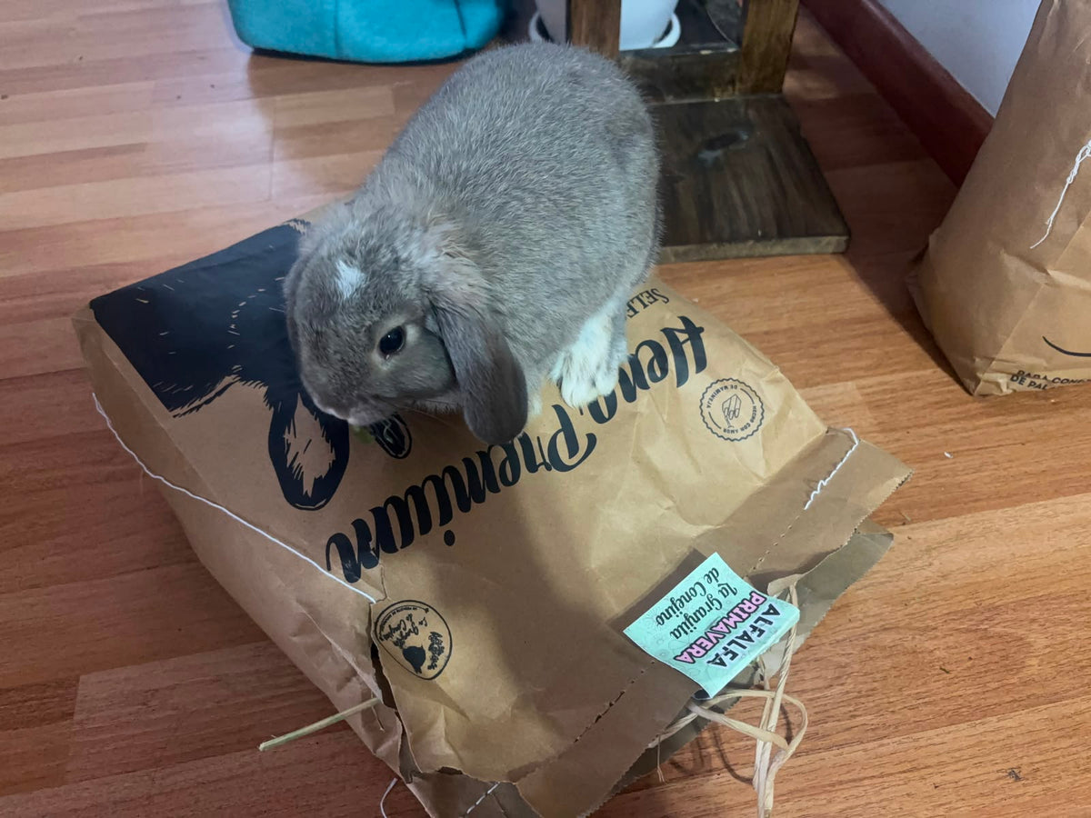 Alfalfa primavera premium