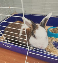 Pododermatitis en conejos: una enfermedad frecuente que muchas veces no vemos