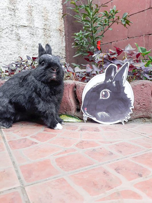 🌿 Nuestra historia: cómo nació La Granjita de Conejino