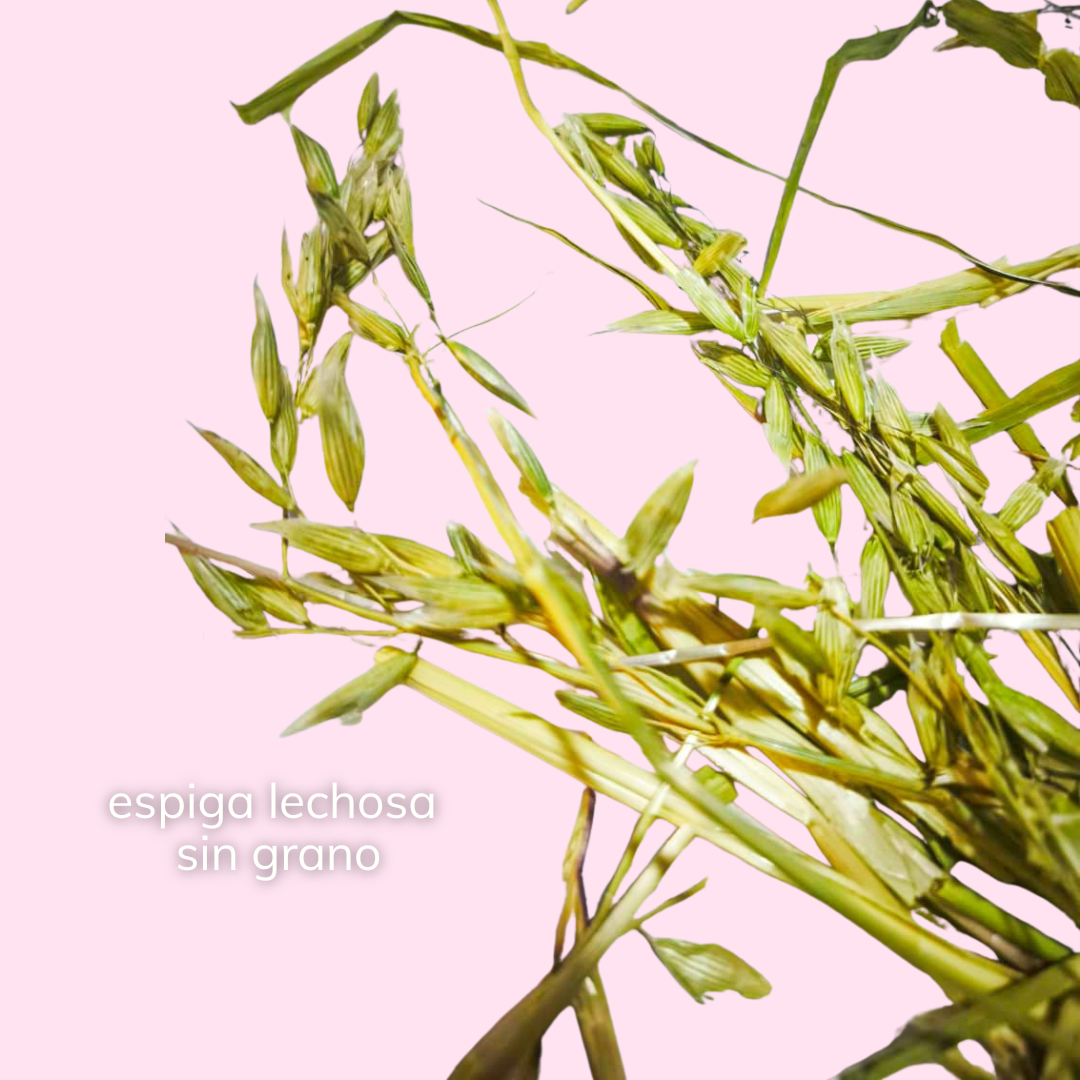 Avena premium