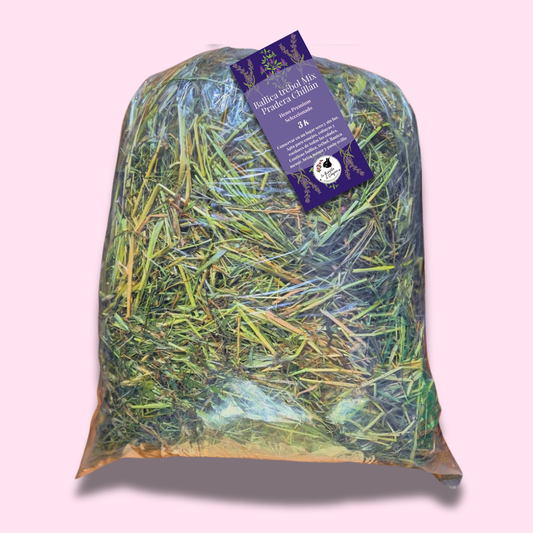 Ballica trébol Mix Pradera Premium - Chillán
