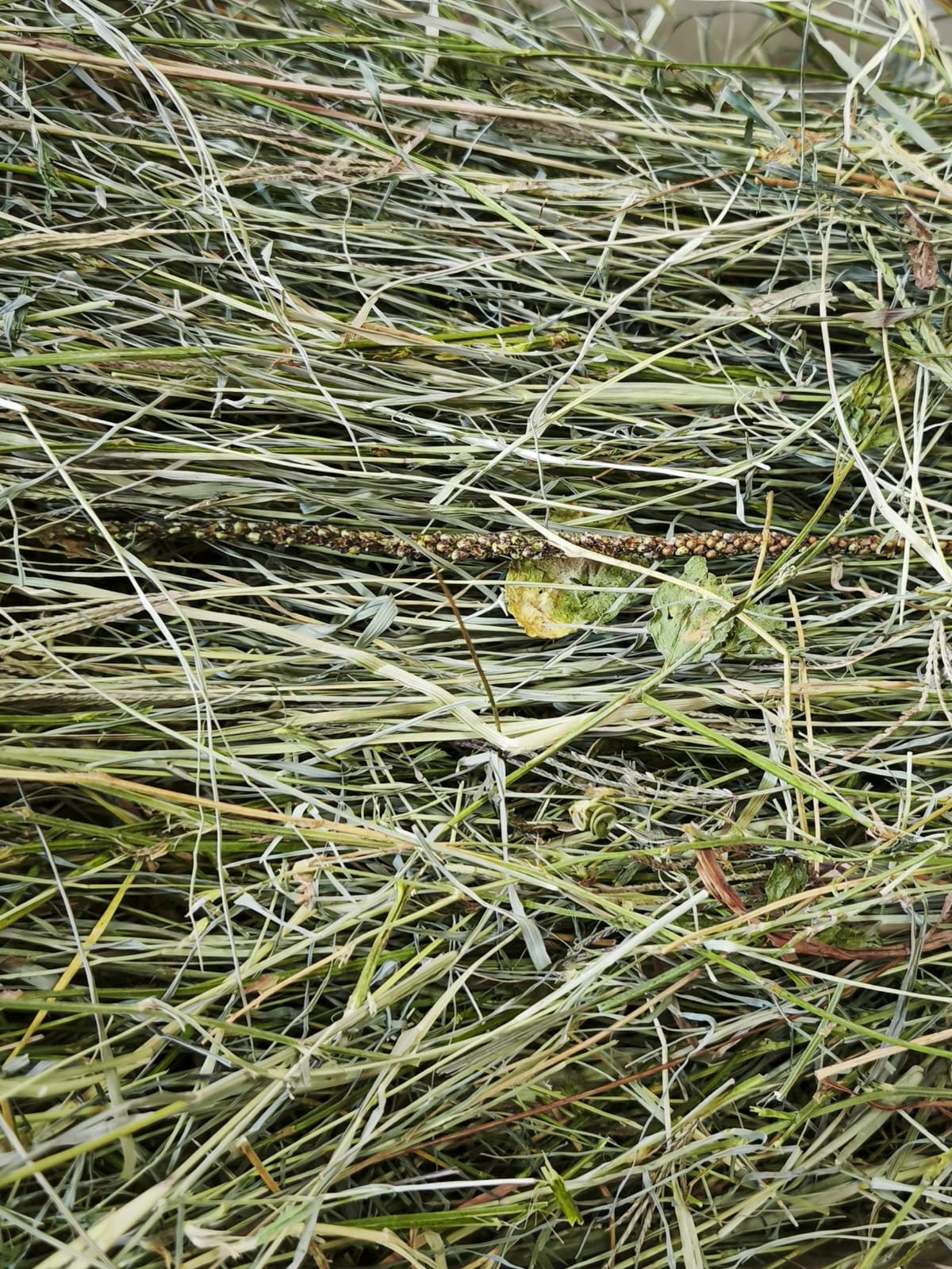 Ballica pradera Premium El Bollenar