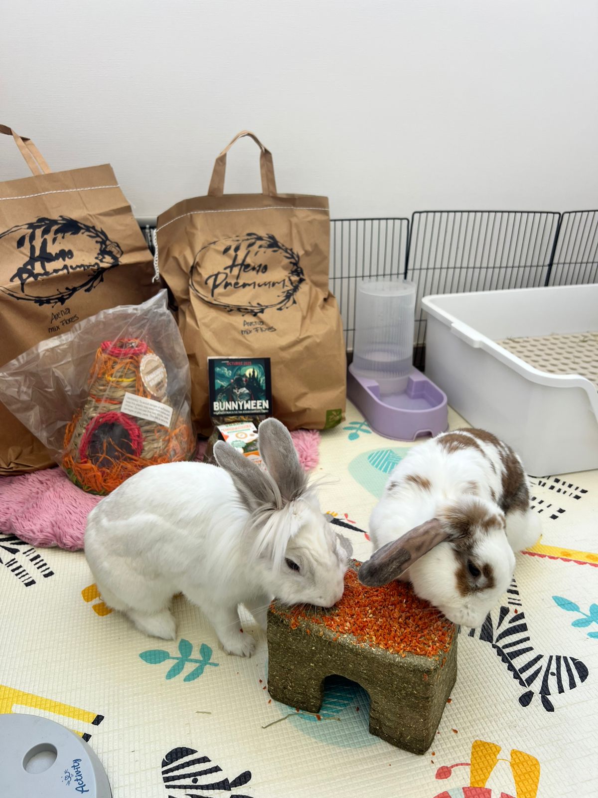 Casita Timothy Zanahoria