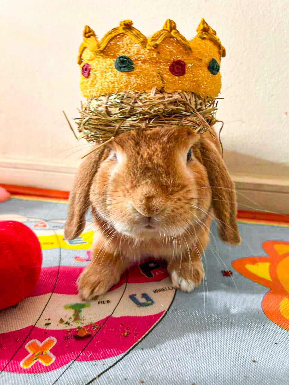 Corona Bunny Majestad