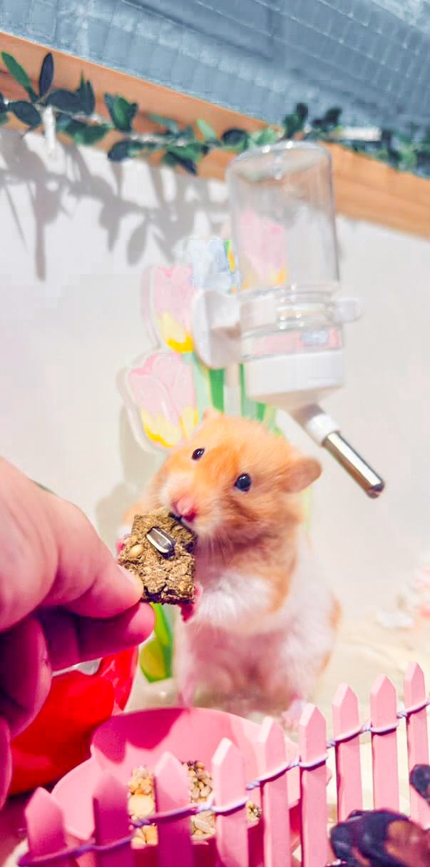 Barrita Hamster